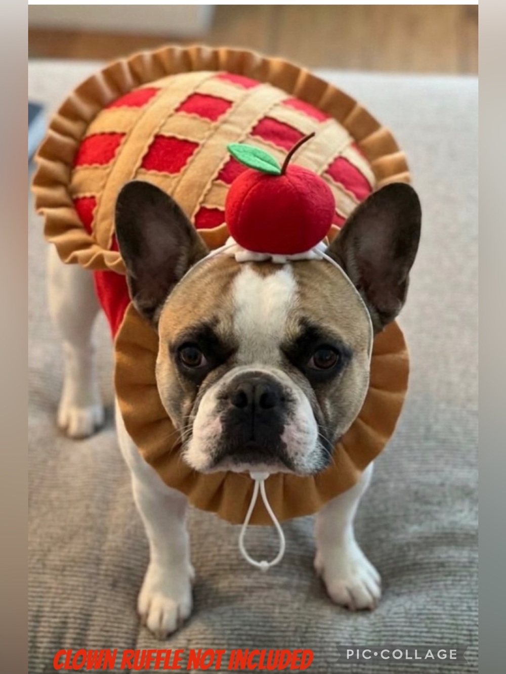 Cherry pie dog Halloween costume 2 piece pie and cherry hat medium (no collar)